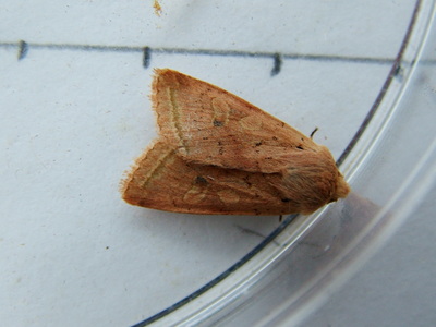 Yellow-line Quaker